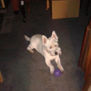 Meet your Posher, Peter